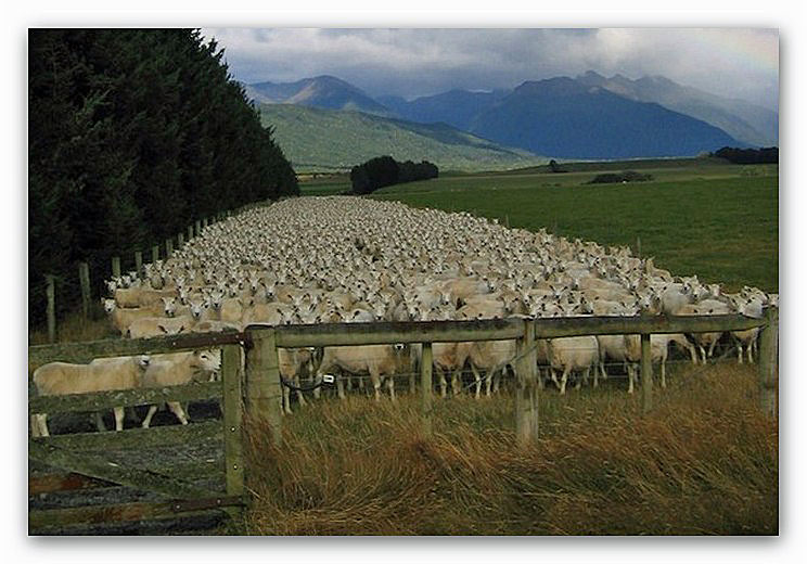 Flock-Sheep
